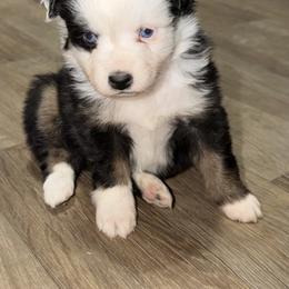 Elijah - Black tri male Toy Australian Shepherd puppy in Bogata, Texas from Maple Creek Run