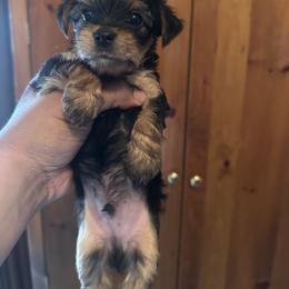 Yorkshire Terrier Puppies from PUPS “ R” US