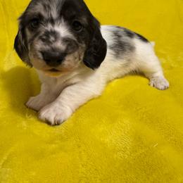 Rob - Dapple male Dachshund puppy in Avinger, Texas from Lone Star Longhair Dachshunds