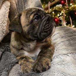 Bulldog Puppies from Semper Fi Bulldogs