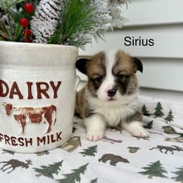 Sirius - Sable male Pembroke Welsh Corgi puppy in Waverly, Iowa from A Hurd of Corgis