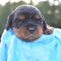 Cavalier King Charles Spaniel Puppies from Freeman's Royal Cavaliers
