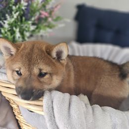 Shiba Inu Puppies from Shiba Shenanigans