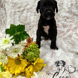 Great Dane Puppies from Catskills Greatest Danes