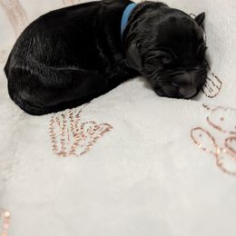 Blue boy - Black male Giant Schnauzer puppy in Sierra Vista, Arizona from Desert Dusted Giants
