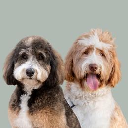 Golden Mountain Doodle puppies from Sonoran Standard Doodles