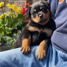 Girl 1 - Black and mahogany female Rottweiler puppy in Burlington, Kentucky from vom Blaurasen Rottweilers