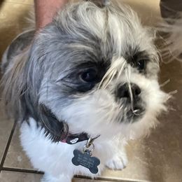 Shih Tzus from Sunni’s Shih Tzu Darlings