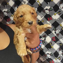 Rusty - Apricot male Goldendoodle puppy in Milwaukwe, Wisconsin from Wisconsin Doodles