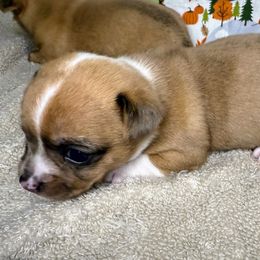 Pipp - Chocolate brindled fawn female Chihuahua puppy in Sherwood, Arkansas from Bartelt Breeders