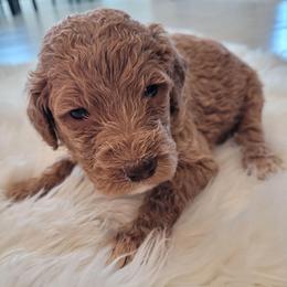 York (Light Blue) - Apricot male Goldendoodle puppy in Lincoln, California from Lincoln Goldendoodles