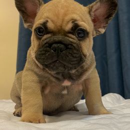 French Bulldog Puppies from Von Bales French Bulldogs