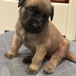 Rowdy - Fawn female Mastiff puppy in Friend, Nebraska from 4Arrows Mastiffs