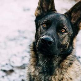 German Shepherds from Olsen Creek Kennels