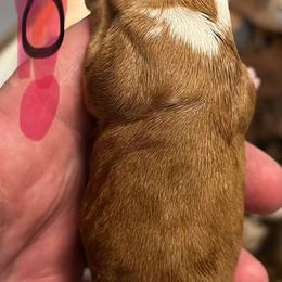 Dachshund Puppies from Witchy Woman’s Wiener’s