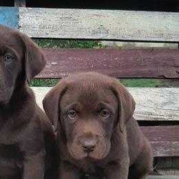 Bernese Mountain Dogs, Dilute Retrievers, Labrador Retrievers, and Rhodesian Ridgebacks from Circle D Farms