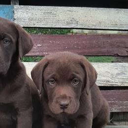 Bernese Mountain Dogs, Dilute Retrievers, Labrador Retrievers, and Rhodesian Ridgebacks from Circle D Farms
