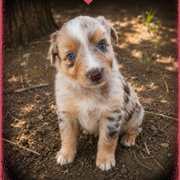 Jodee- Red Merle - Red merle female Australian Shepherd puppy in Hugo, Colorado from Frying Pan Ranch Australian Shepherds