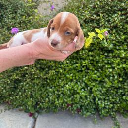 Rusty - Dapple male Dachshund puppy in Corona, Ca Hemet, Ca, California from Over The Moon Dachshunds and Doodles