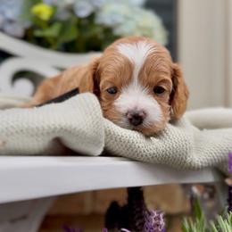 Jameson - Apricot male Cavapoo puppy in Arlington, Texas from Van Haselen Poodles and Doodles
