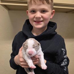 Fern - Lilac female Border Collie puppy in Ripley, Oklahoma from Adventure5 Border Collies