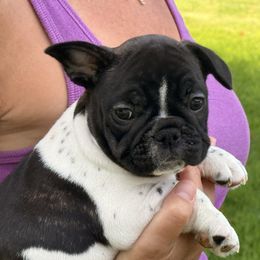 Kenny - White and brindle male French Bulldog puppy in Dalton Gardens, Idaho from North Idaho Frenchies
