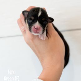 Fern - Black and tan female Pembroke Welsh Corgi puppy in Milan, Georgia from Williams’ Welsh Corgis LLC