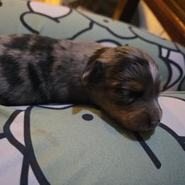 Wraith - Blue merle male Miniature Australian Shepherd puppy in Arlington, Texas from CopperHead Aussies
