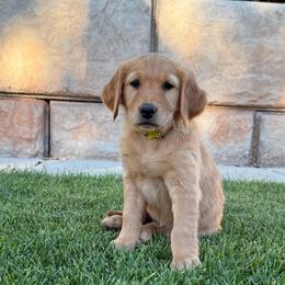 Phyllis-Yellow - Dark golden female Golden Retriever puppy in Cedar City, Utah from RuTess Goldens
