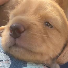 Sassy - Cream female Dachshund puppy in Lake Mary, Florida from Lakeside Doxies