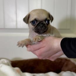 Sunny - Fawn male Pug puppy in Shady Hills, Florida from Premium Pugs