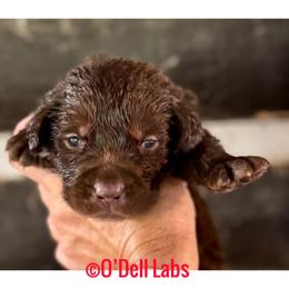 Clifford - Chocolate male Labrador Retriever puppy in Sullivan, Missouri from O’Dell Labs