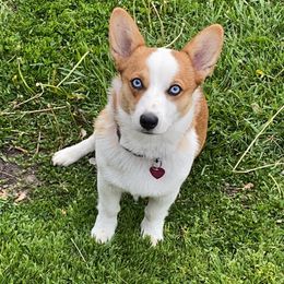 Bandy  - American Corgi