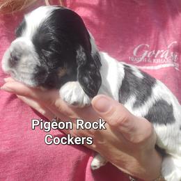 Pigeon Rock Cocker's Green Collar - Black white and tan male Cocker Spaniel puppy in Calhoun, Georgia from Pigeon Rock Cockers