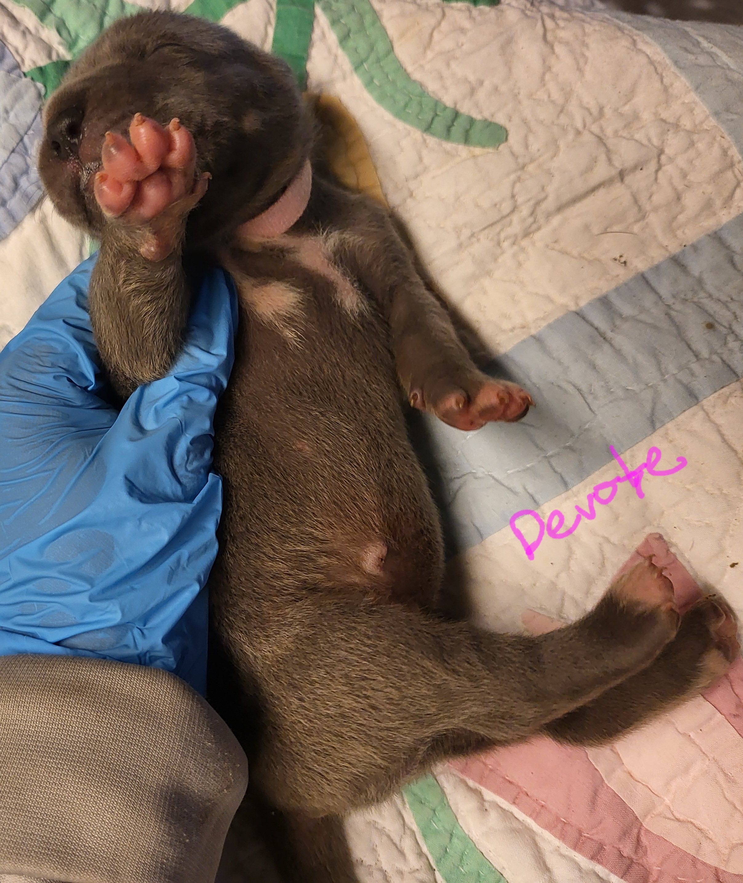 Great Dane Puppies from Grant’s Gorgeous Greats