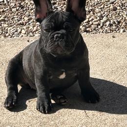 French Bulldog Puppies from Peche Mignon French Bulldogs