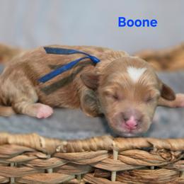 Boone - Apricot male Goldendoodle puppy in Summerville, South Carolina from Channys Doodles