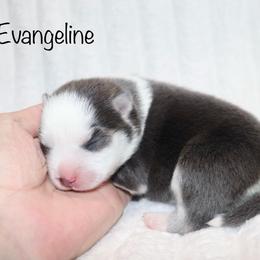 Girl 1 - Blue female Pomsky puppy in Denham Springs, Louisiana from Bayouland Pomskies