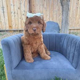Maple - Red  female Goldendoodle puppy in Las Vegas, Nevada from Bridges Goldendoodles