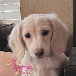 Dachshund Puppies from The Spotted Doxie