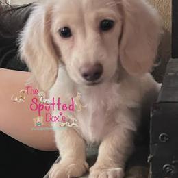 Dachshund Puppies from The Spotted Doxie