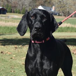 Dani - German Shorthaired Pointer