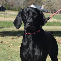 Dani - German Shorthaired Pointer