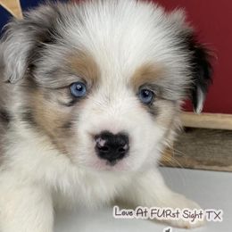 Maltese, Miniature Australian Shepherds, Poodles, Shih Tzus, Toy Australian Shepherds, and Yorkshire Terriers from Love At FURst Sight TX Kiss My Aussie