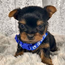 Mouse - Black and tan male Yorkshire Terrier puppy in Denver, Colorado from Melrey's paws
