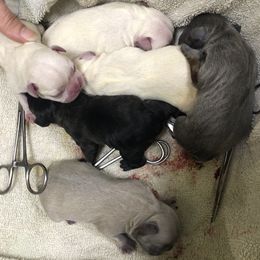 French Bulldogs from 360° Frenchies