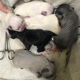 French Bulldogs from 360° Frenchies