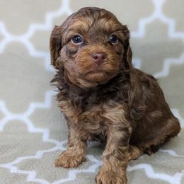 Yorkipoo and Yorkshire Terrier Puppies from Pup Moi Furrever Pets