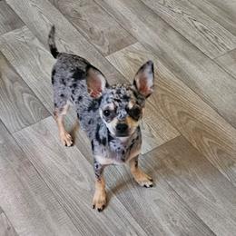 Nora - Merle female Chihuahua puppy in Ashtabula, Ohio from Paw's & Awe's Chihuahuas