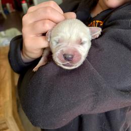 Fluffy - Light golden male Golden Retriever puppy in Jacksonville, Florida from River City Golden Retrievers